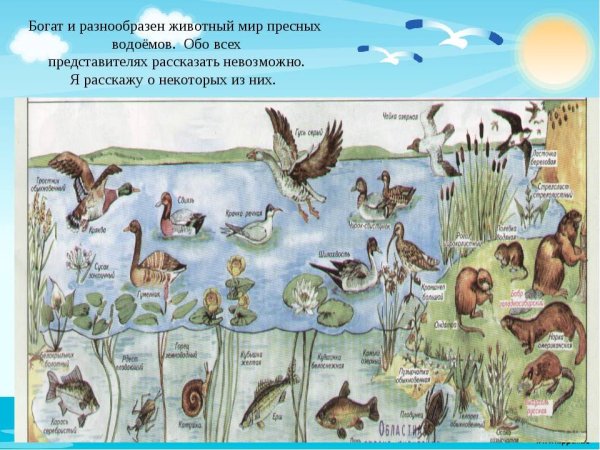 Обитатели водоемов