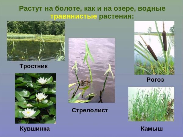 Рогоз стрелолист и Ряска