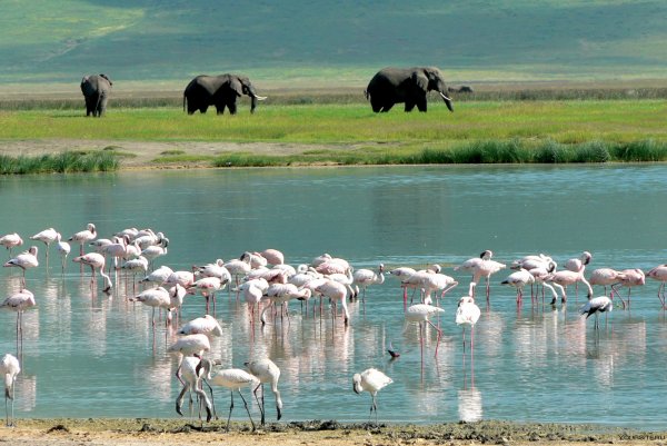 Национальный парк Африки Нгоронгоро , Танзания