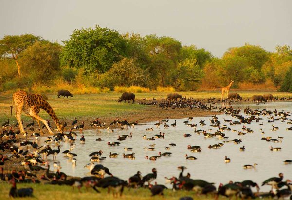 Чад заповедник Бахр Саламат