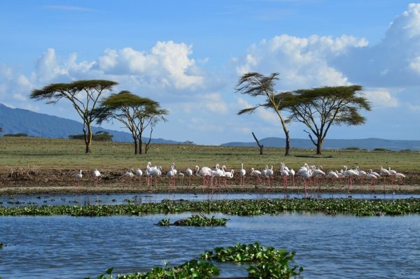 Озеро Найваша Кения рифтовая Долина