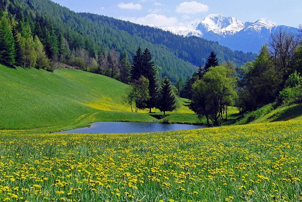 Леса поля Луга