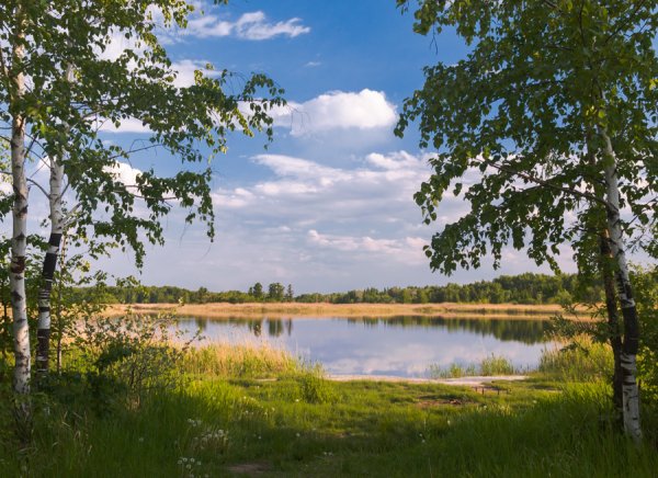 Березовая роща у резинотехники река