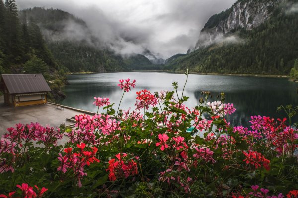 Горы река цветы