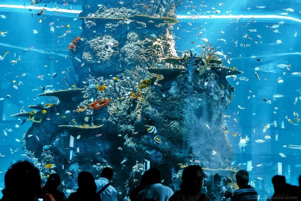 Океанариум в Сингапуре s.e.a. Aquarium