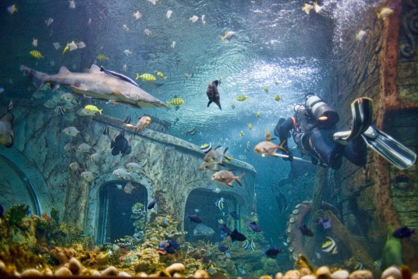 Воронежского океанариума Сити-парк "град