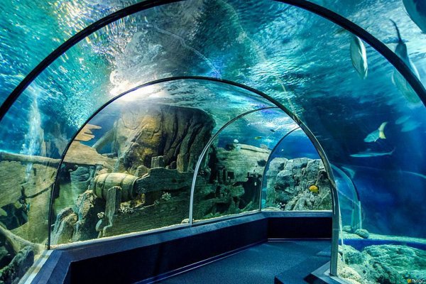 Океанариум Дискавери Адлер