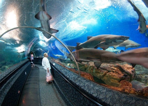 Океанариум в Сингапуре s.e.a. Aquarium