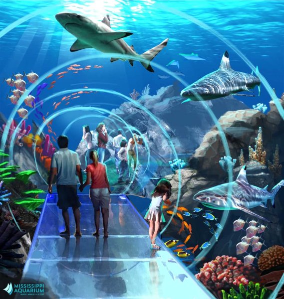 Аквариум романтические истории