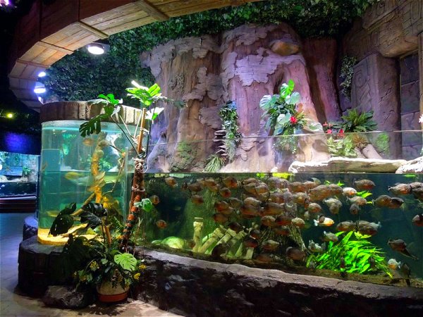 Воронежского океанариума Сити-парк "град