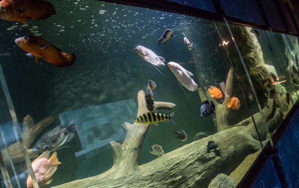 Океанариум Дискавери Казань