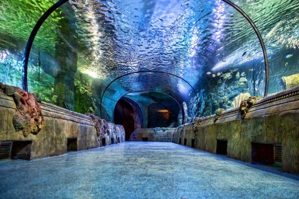 ТЦ Рио Дмитровское шоссе океанариум