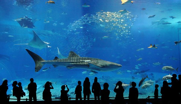Самый большой океанариум Сингапур