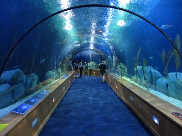 Океанариум Архипо-Осиповка