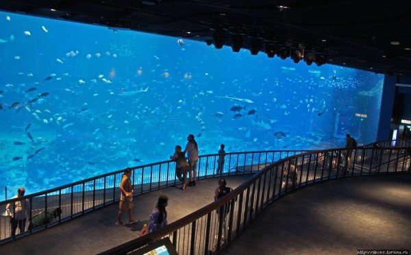 Сингапур Сентоза океанариум