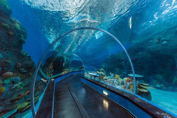 Приморский океанариум Владивосток