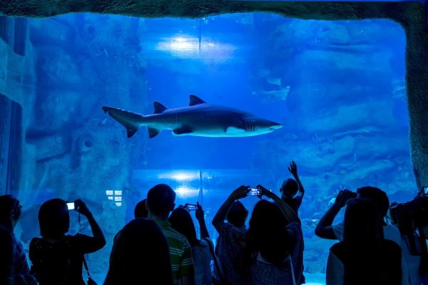 Центр океанографии и морской биологии «Москвариум»