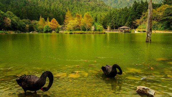 Живность в озере