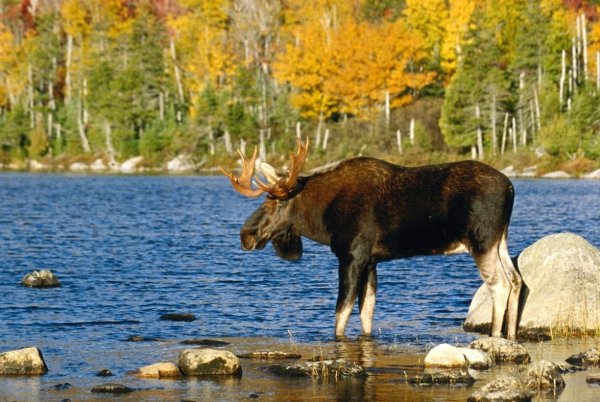Ильменский заповедник Лось
