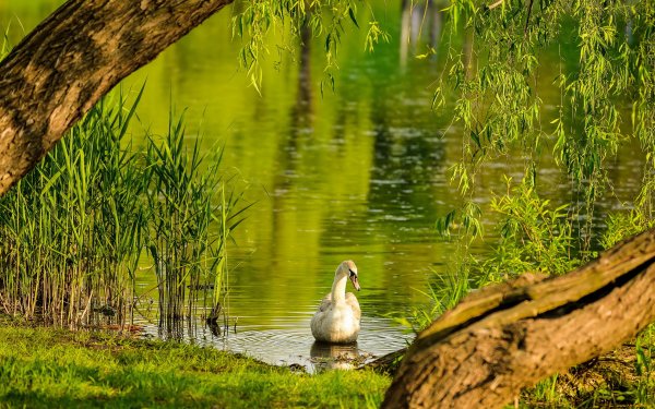 Летние пейзажи и животные