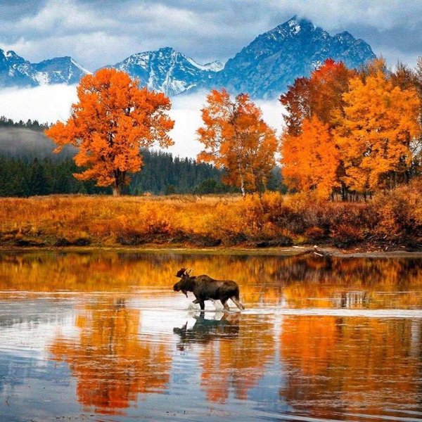 Природа с животными