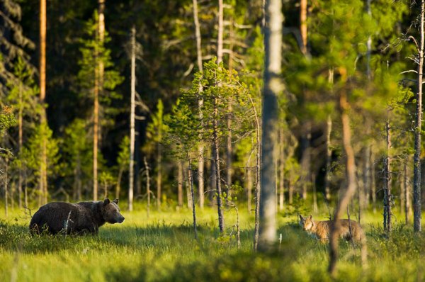 Лес с животными