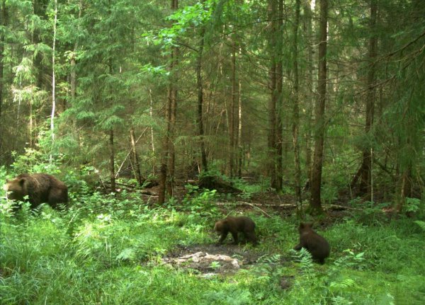 Национальный парк Смольный лес