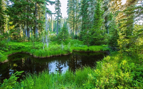 Природа лес