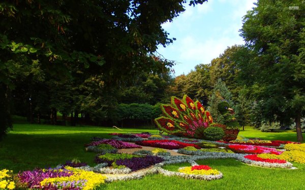 Парк Сокольники тюльпаны