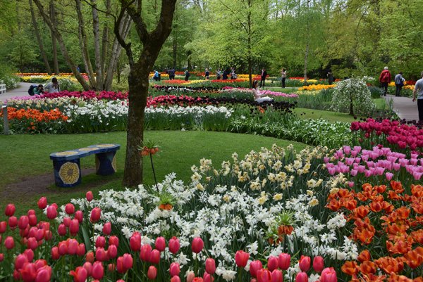 Парк тюльпанов, Кекенхоф.