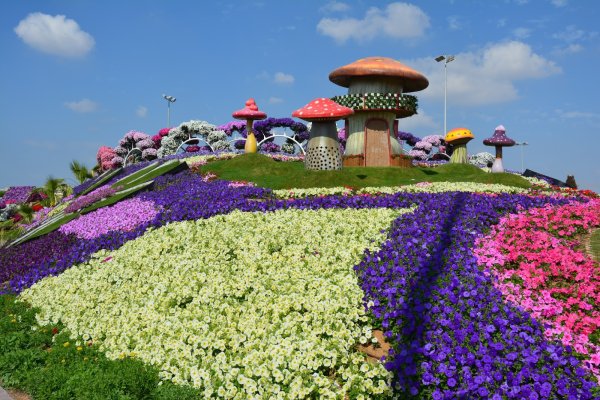 Дубай сад чудес в ноябре