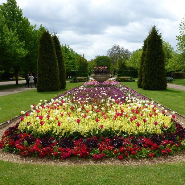 Роза Риджентс парк