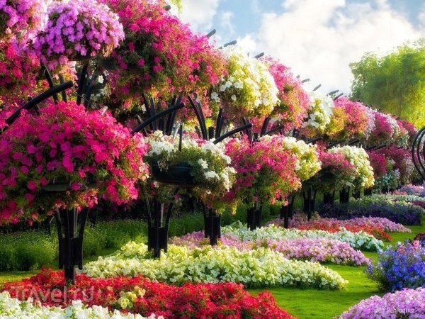 Цветочное дерево