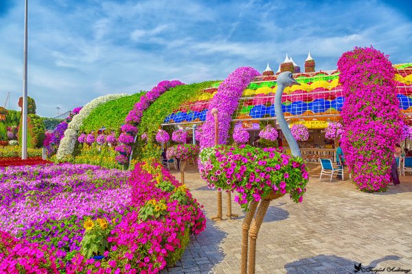 Цветочный парк в Дубае