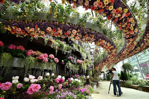 Таньхуа цветок Сингапур