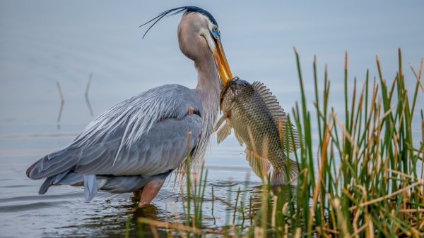 Дельта Волги Астрахань камыш