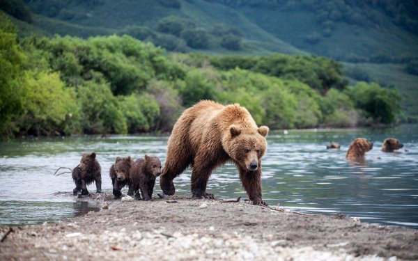 Бурый медведь Байкальский заповедник
