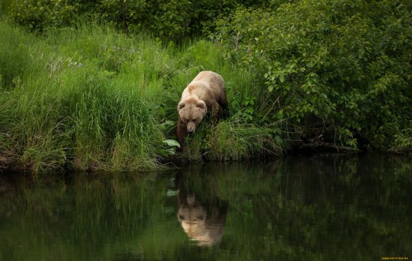 Медведь на реке