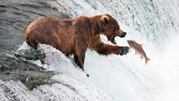 Медведь Гризли охотится