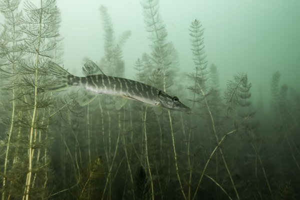 Esox Lucius — обыкновенная щука систематика