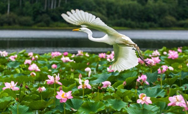 Цветение лотосов на озере ханка