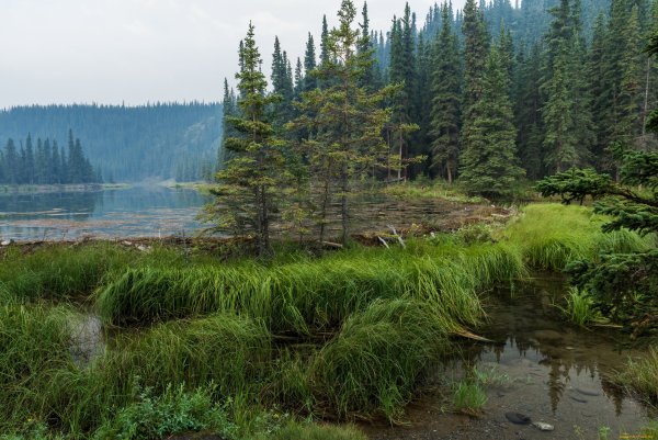 Тайга (хвойные леса) реки Сыктывкар