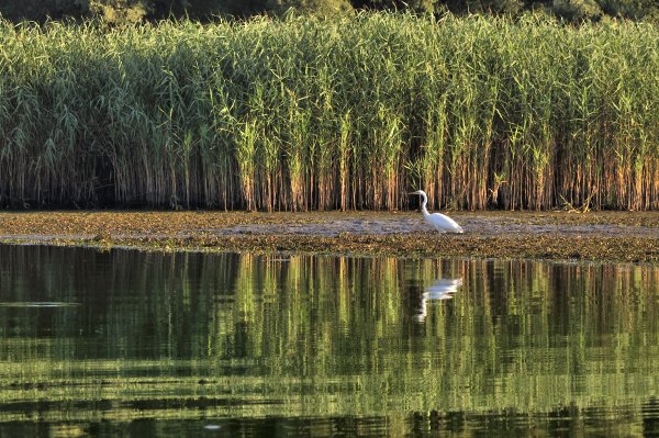 Флора и фауна реки Кубань