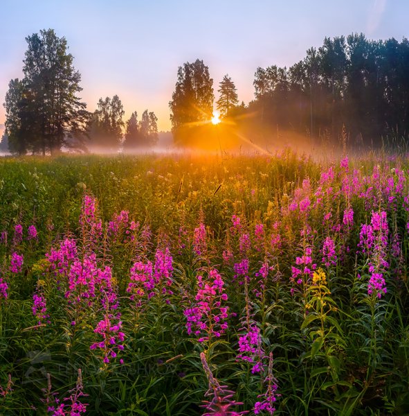 Цветущий луг Иван чай Россия