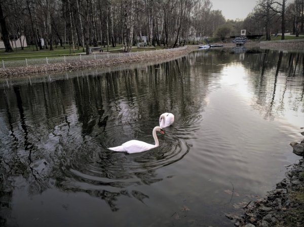 Лебеди парк Лианозово