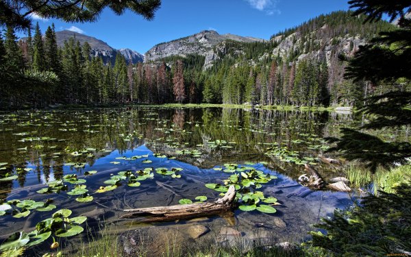 Лесное озеро (Forest Lake)