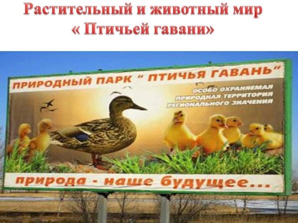 Заповедники Омской области Птичья гавань
