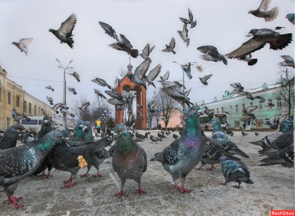 Птицы в городе