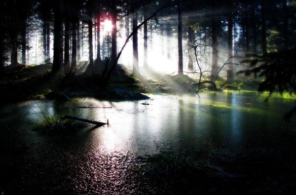 Темный лес озеро