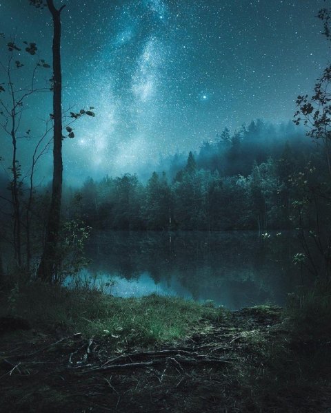 «Ночь в лесу»